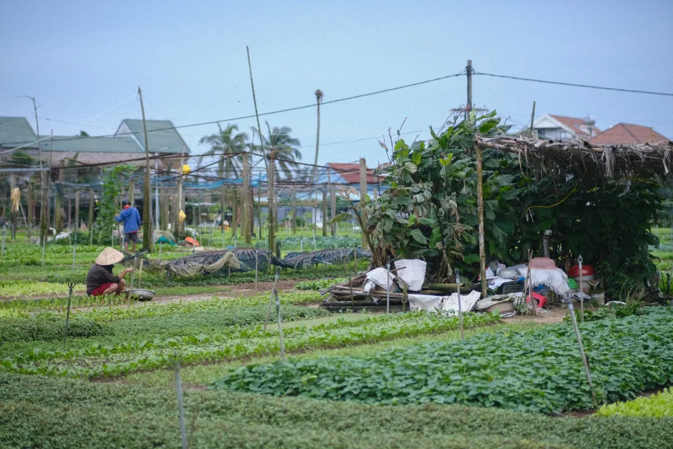 Trái cây chín trên cây