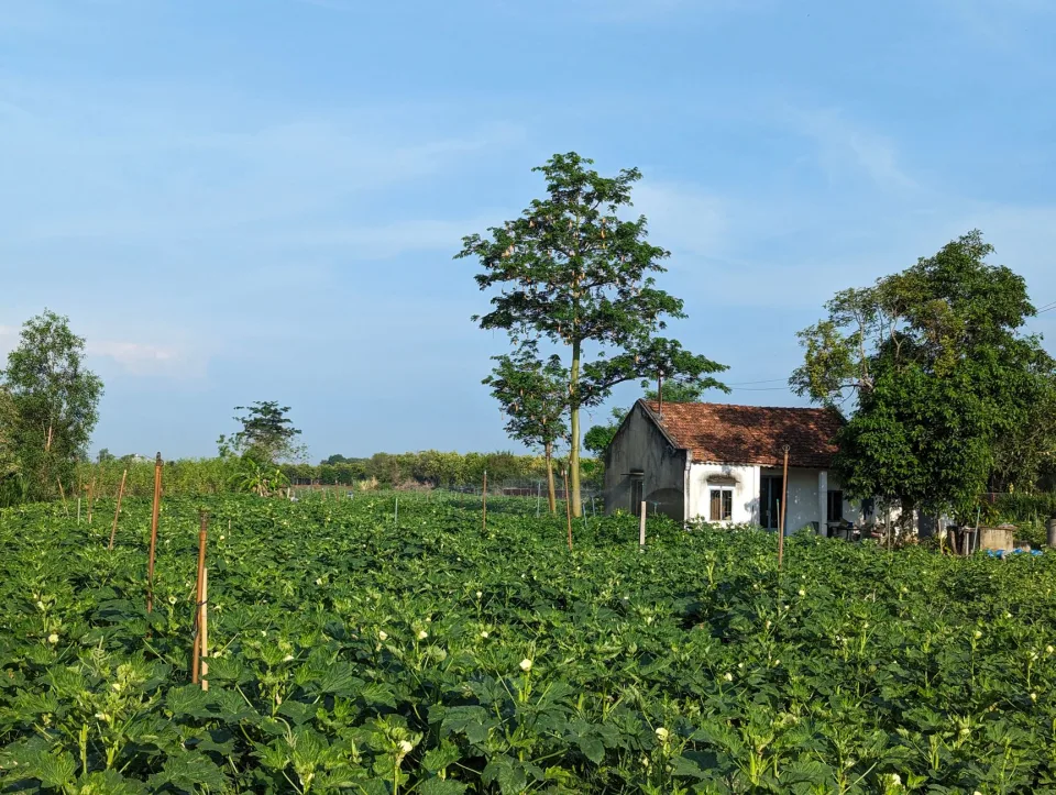 Khu sơ chế và cân hàng